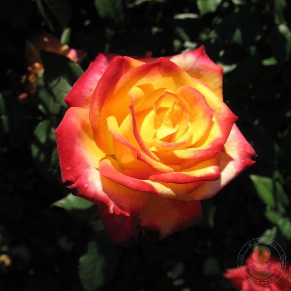 Mein Munchen Rose Seedlings Flower Seeds Perennial Growing Bonsai Corms Tubers Potted Planting Reblooming Fragrant Garden Roots Rhizomes Species Blooms Plant Bulbs Gardening Tree