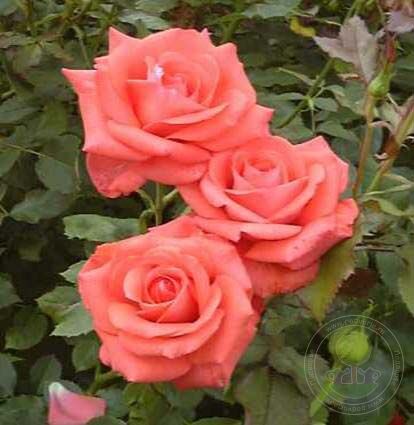 Melody Maker Rose Seedlings Flower Seeds Perennial Growing Bonsai Corms Tubers Potted Planting Reblooming Fragrant Garden Roots Rhizomes Species Blooms Plant Bulbs Gardening Tree