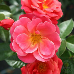 It's so mellow Rose Seedlings Flower Seeds Perennial Growing Bonsai Corms Tubers Potted Planting Reblooming Fragrant Garden Roots Rhizomes Species Blooms Plant Bulbs Gardening Tree - Seedsplant