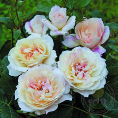 Micol Fontana Rose Seedlings Flower Seeds Perennial Growing Bonsai Corms Tubers Potted Planting Reblooming Fragrant Garden Roots Rhizomes Species Blooms Plant Bulbs Gardening Tree