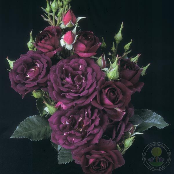 Midnight Blue Rose Seedlings Flower Seeds Perennial Growing Bonsai Corms Tubers Potted Planting Reblooming Fragrant Garden Roots Rhizomes Species Blooms Plant Bulbs Gardening Tree - Seedsplant