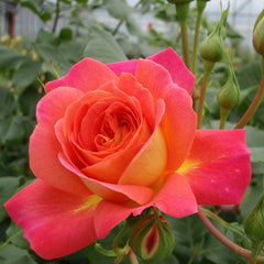 Midsummer Rose Seedlings Flower Seeds Perennial Growing Bonsai Corms Tubers Potted Planting Reblooming Fragrant Garden Roots Rhizomes Species Blooms Plant Bulbs Gardening Tree