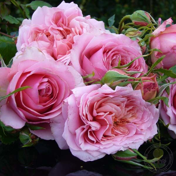 Monique Bouygues Rose Seedlings Flower Seeds Perennial Growing Bonsai Corms Tubers Potted Planting Reblooming Fragrant Garden Roots Rhizomes Species Blooms Plant Bulbs Gardening Tree - Seedsplant
