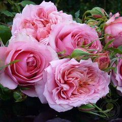 Monique Bouygues Rose Seedlings Flower Seeds Perennial Growing Bonsai Corms Tubers Potted Planting Reblooming Fragrant Garden Roots Rhizomes Species Blooms Plant Bulbs Gardening Tree - Seedsplant