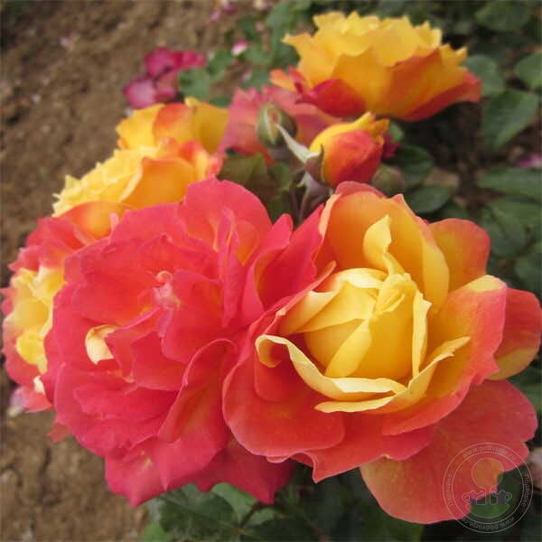 Monique Lestournelle Rose Seedlings Flower Seeds Perennial Growing Bonsai Corms Tubers Potted Planting Reblooming Fragrant Garden Roots Rhizomes Species Blooms Plant Bulbs Gardening Tree
