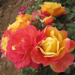 Monique Lestournelle Rose Seedlings Flower Seeds Perennial Growing Bonsai Corms Tubers Potted Planting Reblooming Fragrant Garden Roots Rhizomes Species Blooms Plant Bulbs Gardening Tree