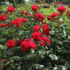 Moscow Rose Seedlings Flower Seeds Perennial Growing Bonsai Corms Tubers Potted Planting Reblooming Fragrant Garden Roots Rhizomes Species Blooms Plant Bulbs Gardening Tree