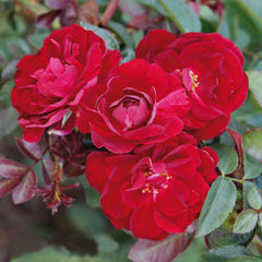 Monte Grappa Rose Seedlings Flower Seeds Perennial Growing Bonsai Corms Tubers Potted Planting Reblooming Fragrant Garden Roots Rhizomes Species Blooms Plant Bulbs Gardening Tree