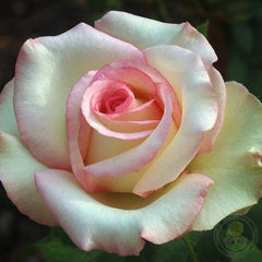 Munstone Rose Seedlings Flower Seeds Perennial Growing Bonsai Corms Tubers Potted Planting Reblooming Fragrant Garden Roots Rhizomes Species Blooms Plant Bulbs Gardening Tree