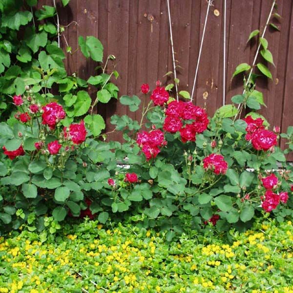 Morden amorette Rose Seedlings Flower Seeds Perennial Growing Bonsai Corms Tubers Potted Planting Reblooming Fragrant Garden Roots Rhizomes Species Blooms Plant Bulbs Gardening Tree - Seedsplant