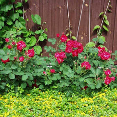 Morden amorette Rose Seedlings Flower Seeds Perennial Growing Bonsai Corms Tubers Potted Planting Reblooming Fragrant Garden Roots Rhizomes Species Blooms Plant Bulbs Gardening Tree - Seedsplant
