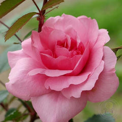 Morden Centennial Rose Seedlings Flower Seeds Perennial Growing Bonsai Corms Tubers Potted Planting Reblooming Fragrant Garden Roots Rhizomes Species Blooms Plant Bulbs Gardening Tree