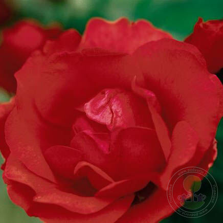 Morden Fireglow Rose Seedlings Flower Seeds Perennial Growing Bonsai Corms Tubers Potted Planting Reblooming Fragrant Garden Roots Rhizomes Species Blooms Plant Bulbs Gardening Tree