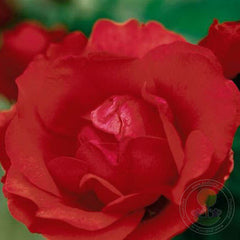 Morden fairglow Rose Seedlings Flower Seeds Perennial Growing Bonsai Corms Tubers Potted Planting Reblooming Fragrant Garden Roots Rhizomes Species Blooms Plant Bulbs Gardening Tree - Seedsplant