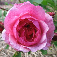 Morden ruby Rose Seedlings Flower Seeds Perennial Growing Bonsai Corms Tubers Potted Planting Reblooming Fragrant Garden Roots Rhizomes Species Blooms Plant Bulbs Gardening Tree