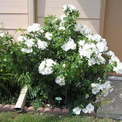 Morden snow bute Rose Plant Seedlings Flower Seeds Perennial Growing Bonsai Corms Tubers Potted Planting Reblooming Fragrant Garden Roots Rhizomes Species Blooms Bulbs Gardening Tree