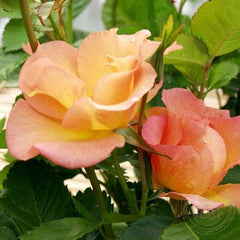 Morden sunrise Rose Seedlings Flower Seeds Perennial Growing Bonsai Corms Tubers Potted Planting Reblooming Fragrant Garden Roots Rhizomes Species Blooms Plant Bulbs Gardening Tree