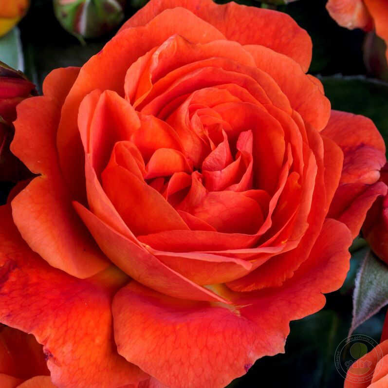 Morning Sun Rose Seedlings Flower Seeds Perennial Growing Bonsai Corms Tubers Potted Planting Reblooming Fragrant Garden Roots Rhizomes Species Blooms Plant Bulbs Gardening Tree