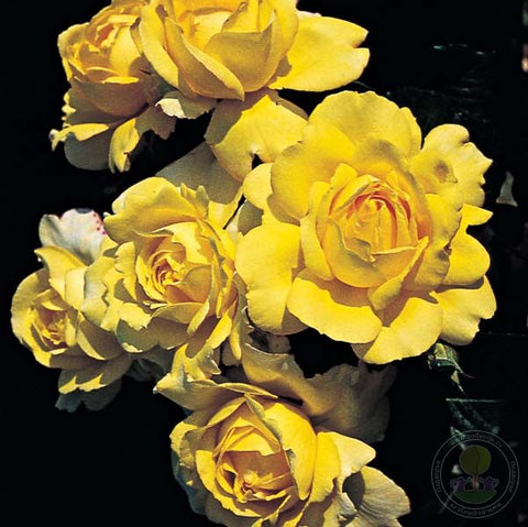 Mountbatten Rose Seedlings Flower Seeds Perennial Growing Bonsai Corms Tubers Potted Planting Reblooming Fragrant Garden Roots Rhizomes Species Blooms Plant Bulbs Gardening Tree