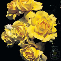 Mountbatten Rose Seedlings Flower Seeds Perennial Growing Bonsai Corms Tubers Potted Planting Reblooming Fragrant Garden Roots Rhizomes Species Blooms Plant Bulbs Gardening Tree