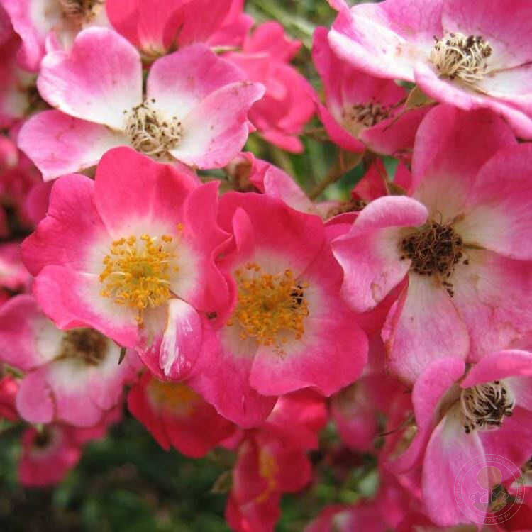 Mozart Rose Seedlings Flower Seeds Perennial Growing Bonsai Corms Tubers Potted Planting Reblooming Fragrant Garden Roots Rhizomes Species Blooms Plant Bulbs Gardening Tree