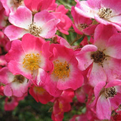 Mozart Rose Seedlings Flower Seeds Perennial Growing Bonsai Corms Tubers Potted Planting Reblooming Fragrant Garden Roots Rhizomes Species Blooms Plant Bulbs Gardening Tree