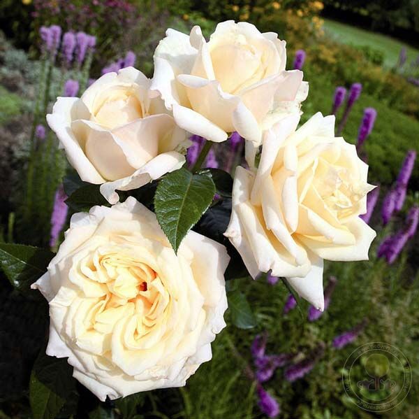 May the girl Rose Seedlings Flower Seeds Perennial Growing Bonsai Corms Tubers Potted Planting Reblooming Fragrant Garden Roots Rhizomes Species Blooms Plant Bulbs Gardening Tree
