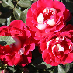 Mystic Ruffle Rose Seedlings Flower Seeds Perennial Growing Bonsai Corms Tubers Potted Planting Reblooming Fragrant Garden Roots Rhizomes Species Blooms Plant Bulbs Gardening Tree
