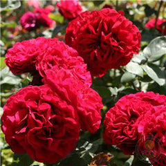 Nadia Renaissance Rose Seedlings Flower Seeds Perennial Growing Bonsai Corms Tubers Potted Planting Reblooming Fragrant Garden Roots Rhizomes Species Blooms Plant Bulbs Gardening Tree