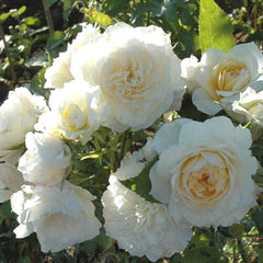 Nadine Xella-Ricci Rose Seedlings Flower Seeds Perennial Growing Bonsai Corms Tubers Potted Planting Reblooming Fragrant Garden Roots Rhizomes Species Blooms Plant Bulbs Gardening Tree