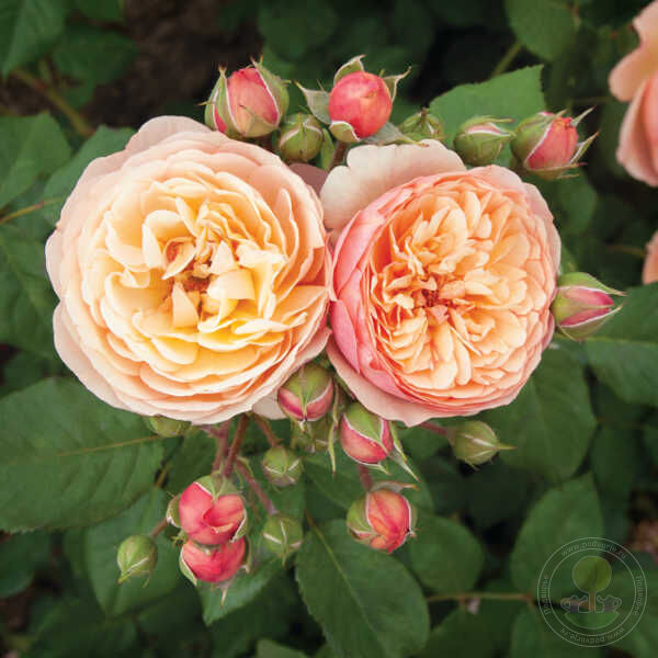 evelyn rose seeds Natalia freila Evelyn wild Rose Seedlings Flower Seeds Perennial Growing  Bonsai Corms Tubers Potted Planting Reblooming Fragrant Garden Roots  Rhizomes Species Blooms Plant Bulbs Gardening Tree
