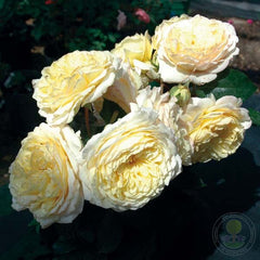 Nelson monfour Rose Seedlings Flower Seeds Perennial Growing Bonsai Corms Tubers Potted Planting Reblooming Fragrant Garden Roots Rhizomes Species Blooms Plant Bulbs Gardening Tree
