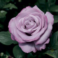 Neptune Rose Seedlings Flower Seeds Perennial Growing Bonsai Corms Tubers Potted Planting Reblooming Fragrant Garden Roots Rhizomes Species Blooms Plant Bulbs Gardening Tree