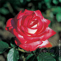 Noye revu Rose Seedlings Flower Seeds Perennial Growing Bonsai Corms Tubers Potted Planting Reblooming Fragrant Garden Roots Rhizomes Species Blooms Plant Bulbs Gardening Tree