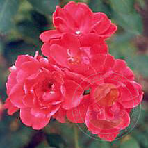 Nicholas Rose Seedlings Flower Seeds Perennial Growing Bonsai Corms Tubers Potted Planting Reblooming Fragrant Garden Roots Rhizomes Species Blooms Plant Bulbs Gardening Tree