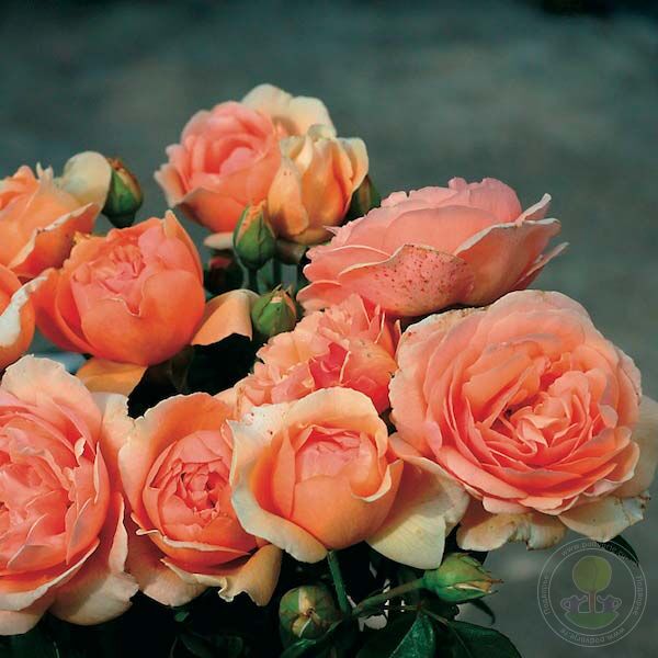 Nicole miulan Rose Seedlings Flower Seeds Perennial Growing Bonsai Corms Tubers Potted Planting Reblooming Fragrant Garden Roots Rhizomes Species Blooms Plant Bulbs Gardening Tree