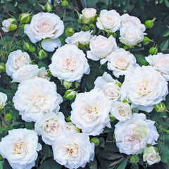 Niso Fumagalli Rose Seedlings Flower Seeds Perennial Growing Bonsai Corms Tubers Potted Planting Reblooming Fragrant Garden Roots Rhizomes Species Blooms Plant Bulbs Gardening Tree