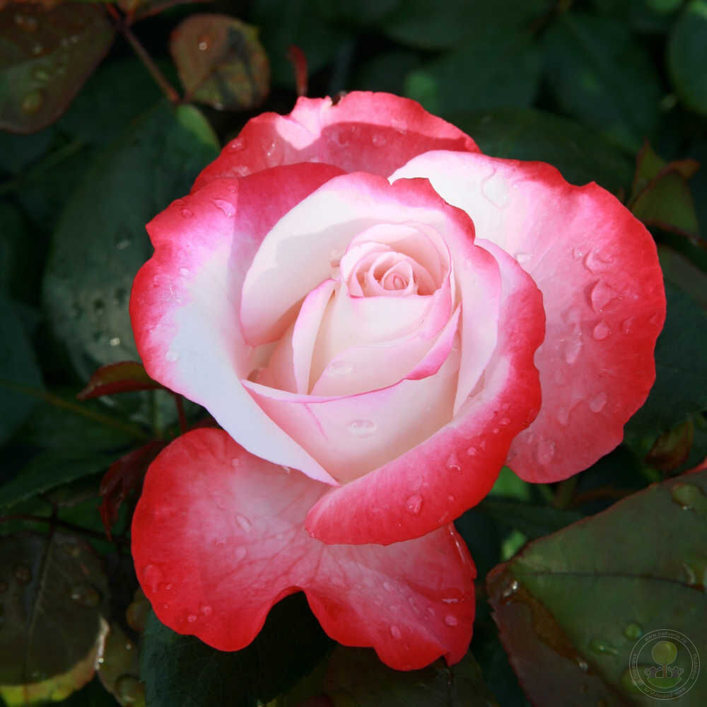 Nostalgia for children Rose Seedlings Flower Seeds Perennial Growing Bonsai Corms Tubers Potted Planting Reblooming Fragrant Garden Roots Rhizomes Species Blooms Plant Bulbs Gardening Tree