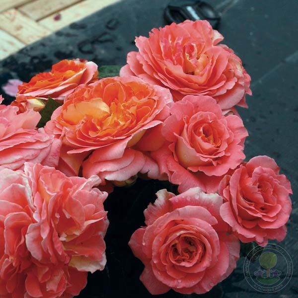 Notre Dame du roseur Rose Seedlings Flower Seeds Perennial Growing Bonsai Corms Tubers Potted Planting Reblooming Fragrant Garden Roots Rhizomes Species Blooms Plant Bulbs Gardening Tree - Seedsplant