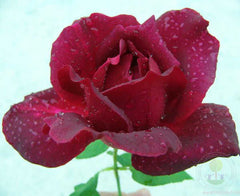 Notturno Rose Seedlings Flower Seeds Perennial Growing Bonsai Corms Tubers Potted Planting Reblooming Fragrant Garden Roots Rhizomes Species Blooms Plant Bulbs Gardening Tree