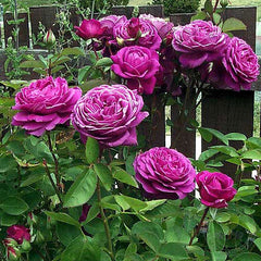 Old port Rose Seedlings Flower Seeds Perennial Growing Bonsai Corms Tubers Potted Planting Reblooming Fragrant Garden Roots Rhizomes Species Blooms Plant Bulbs Gardening Tree