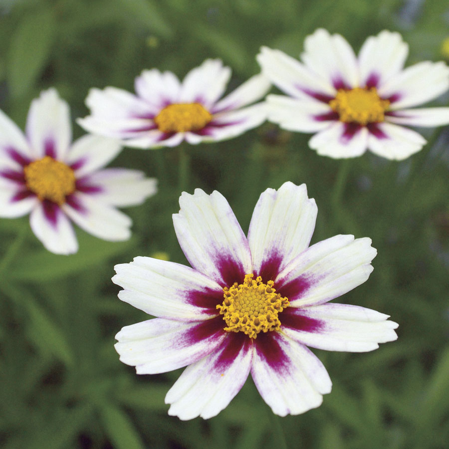 Coreopsis Big Bang&trade; 'Star Cluster' - Seedsplant