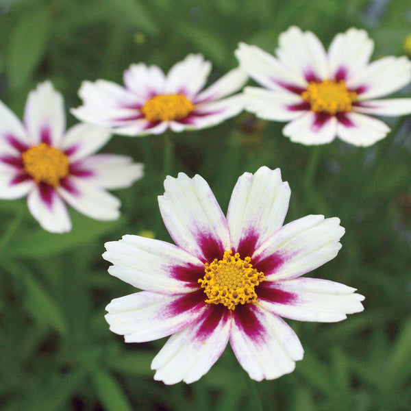 Coreopsis Big Bang™ Star Cluster