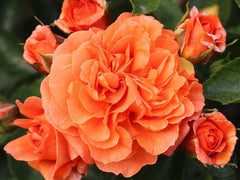 orongeri Rose Seedlings Flower Seeds Perennial Growing Bonsai Corms Tubers Potted Planting Reblooming Fragrant Garden Roots Rhizomes Species Blooms Plant Bulbs Gardening Tree