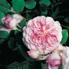 Orsola Spinola Marquise Orsola Spinola Rose Seedlings Flower Seeds Perennial Growing Bonsai Corms Tubers Potted Planting Reblooming Fragrant Garden Roots Rhizomes Species Blooms Plant Bulbs Gardening Tree