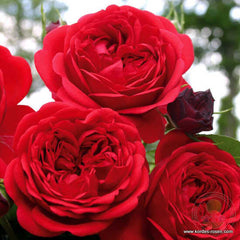 Out of Rosenheim Rose Seedlings Flower Seeds Perennial Growing Bonsai Corms Tubers Potted Planting Reblooming Fragrant Garden Roots Rhizomes Species Blooms Plant Bulbs Gardening Tree