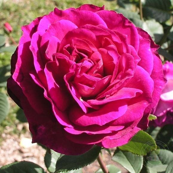 Outta the Blue Rose Seedlings Flower Seeds Perennial Growing Bonsai Corms Tubers Potted Planting Reblooming Fragrant Garden Roots Rhizomes Species Blooms Plant Bulbs Gardening Tree