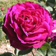 Outta the Blue Rose Seedlings Flower Seeds Perennial Growing Bonsai Corms Tubers Potted Planting Reblooming Fragrant Garden Roots Rhizomes Species Blooms Plant Bulbs Gardening Tree - Seedsplant