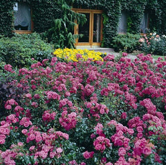 Palmengarten Frankfurt Rose Seedlings Flower Seeds Perennial Growing Bonsai Corms Tubers Potted Planting Reblooming Fragrant Garden Roots Rhizomes Species Blooms Plant Bulbs Gardening Tree - Seedsplant