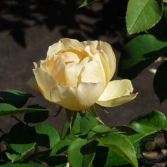 Paolo Pejrone Giardiniere Rose Seedlings Flower Seeds Perennial Growing Bonsai Corms Tubers Potted Planting Reblooming Fragrant Garden Roots Rhizomes Species Blooms Plant Bulbs Gardening Tree